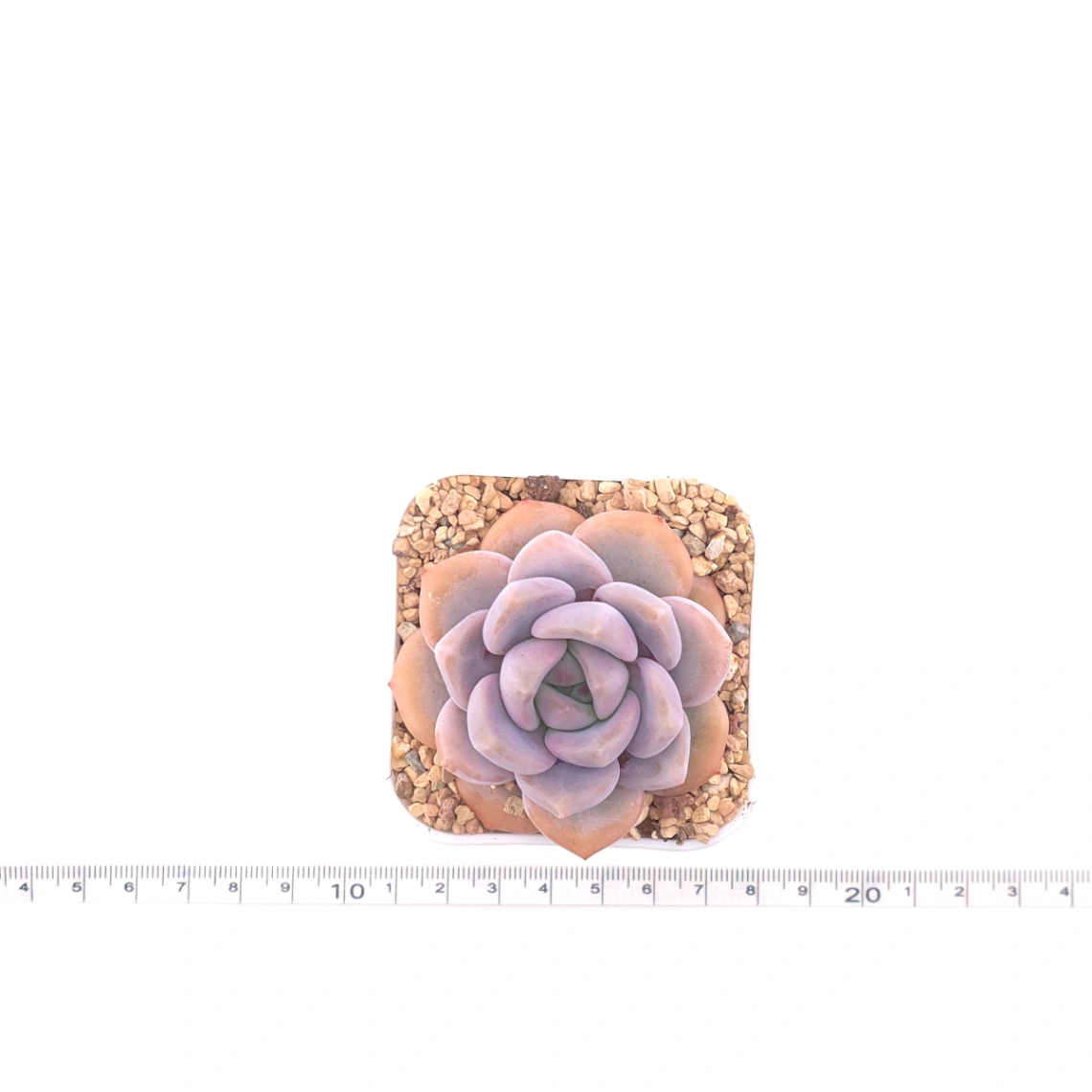 Echeveria ‘Lulu’ | 露露 thumbnail 4