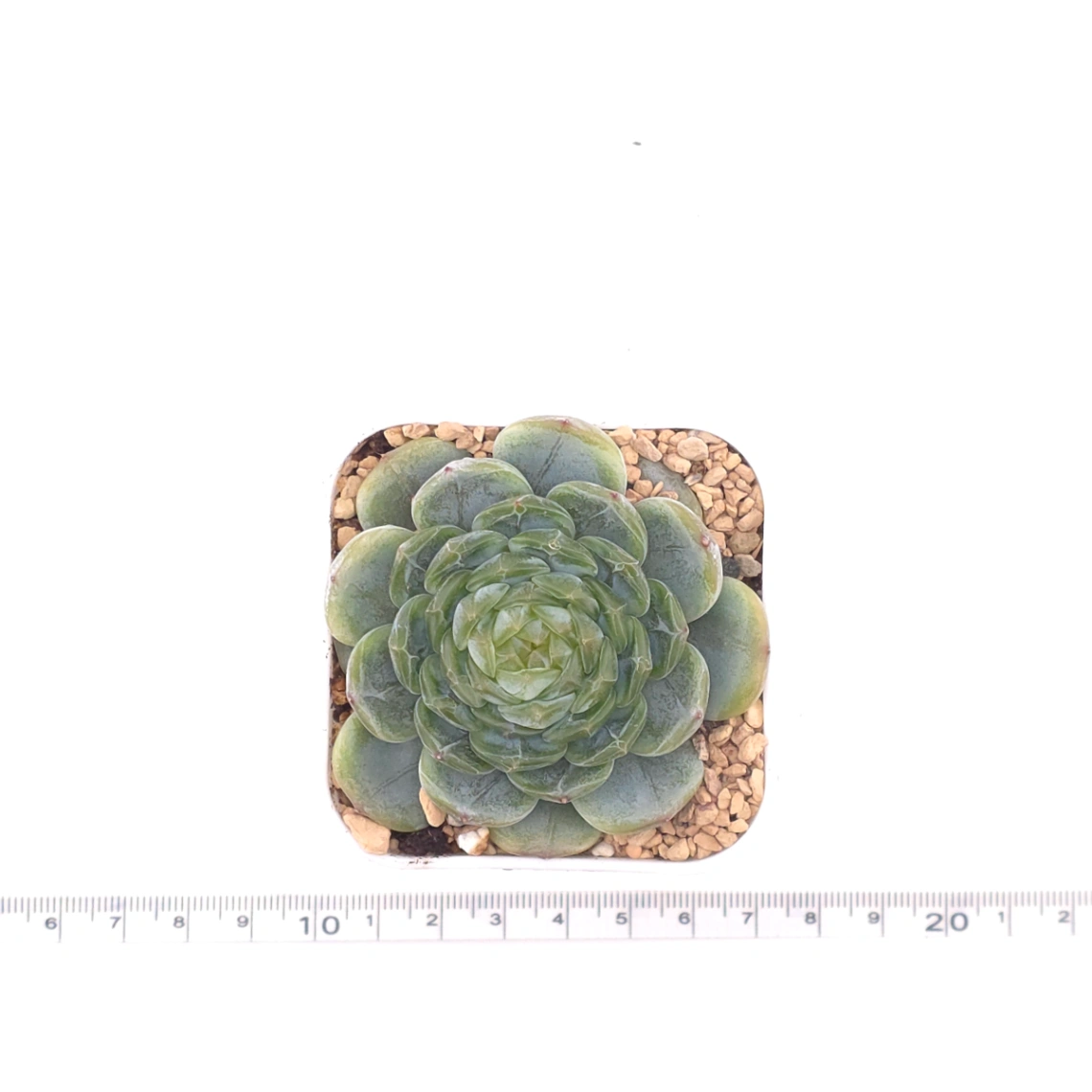 Echeveria ‘Melaco' | 巧克力方磚 thumbnail 4