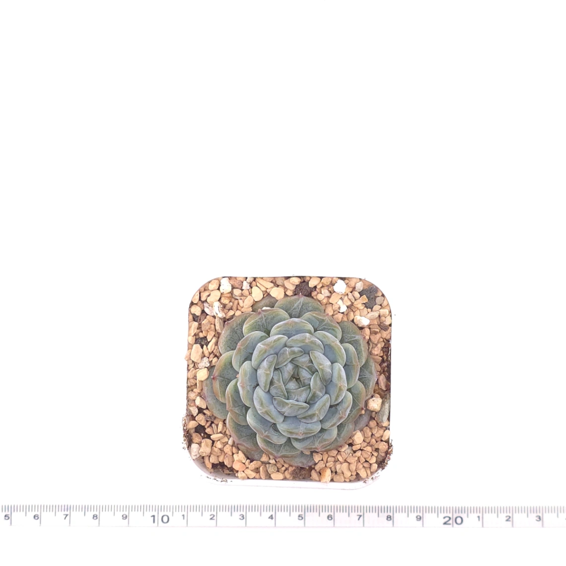 Echeveria ‘Melaco' | 巧克力方磚 thumbnail 4