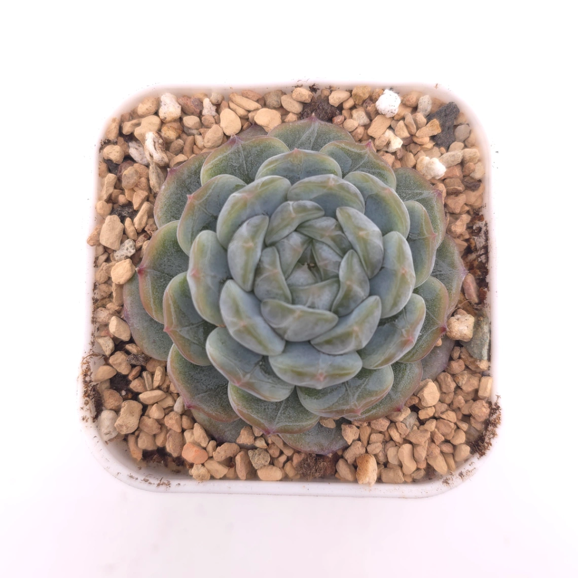 Echeveria ‘Melaco' | 巧克力方磚 - View 1