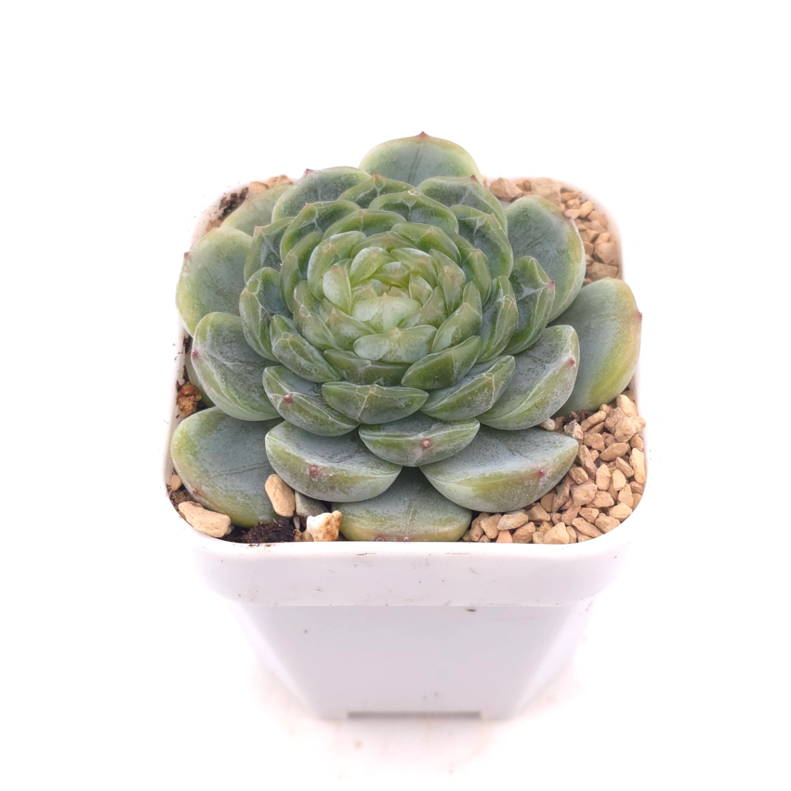 Echeveria ‘Melaco' | 巧克力方磚 thumbnail 2