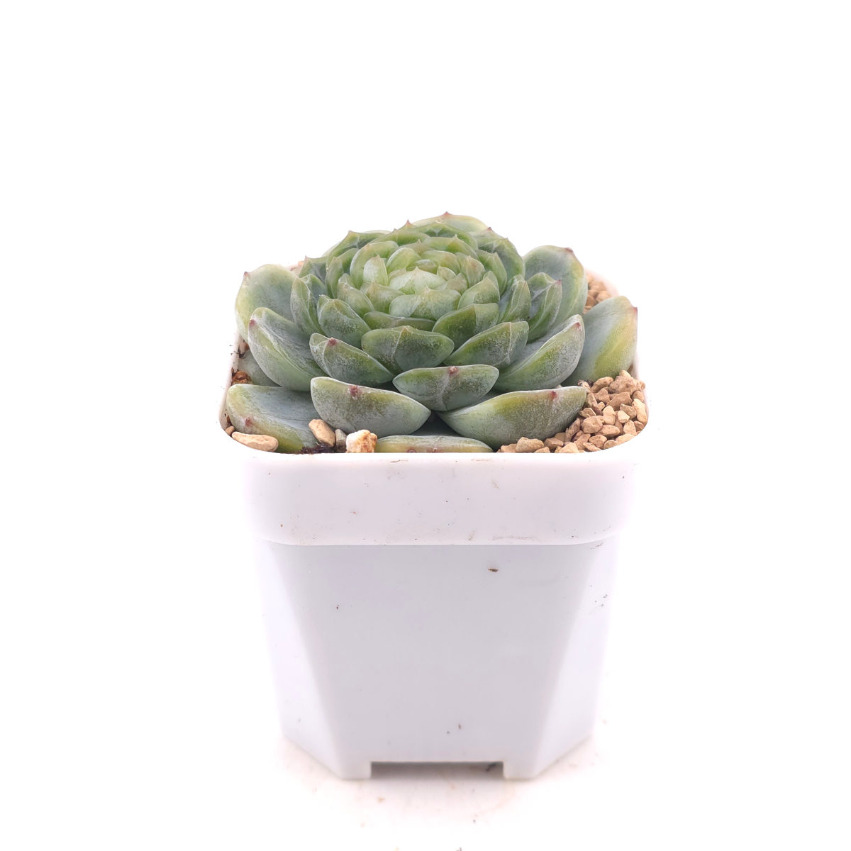 Echeveria ‘Melaco' | 巧克力方磚 thumbnail 3