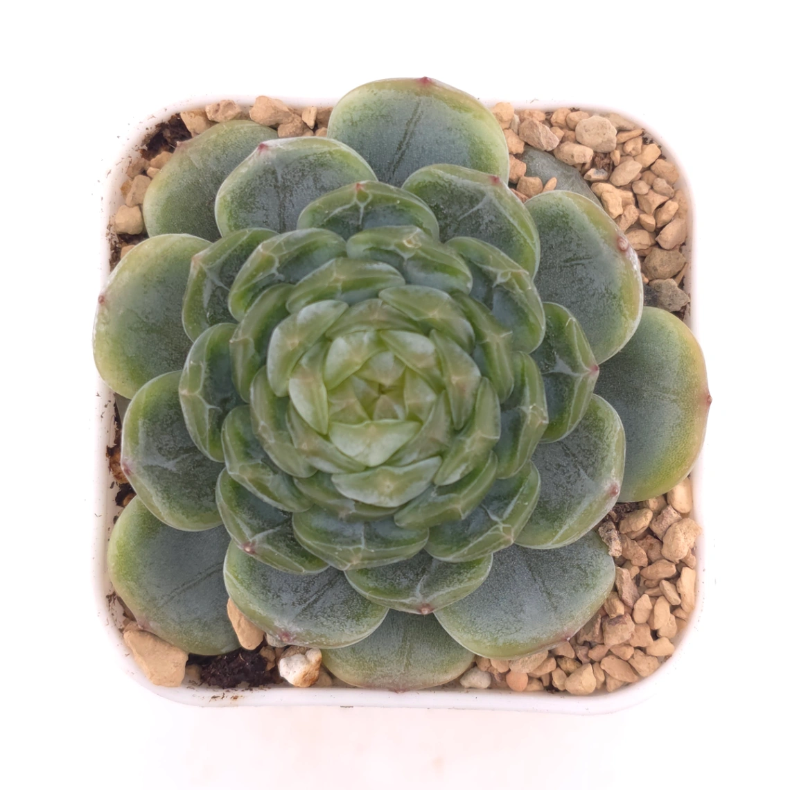 Echeveria ‘Melaco' | 巧克力方磚 - View 1