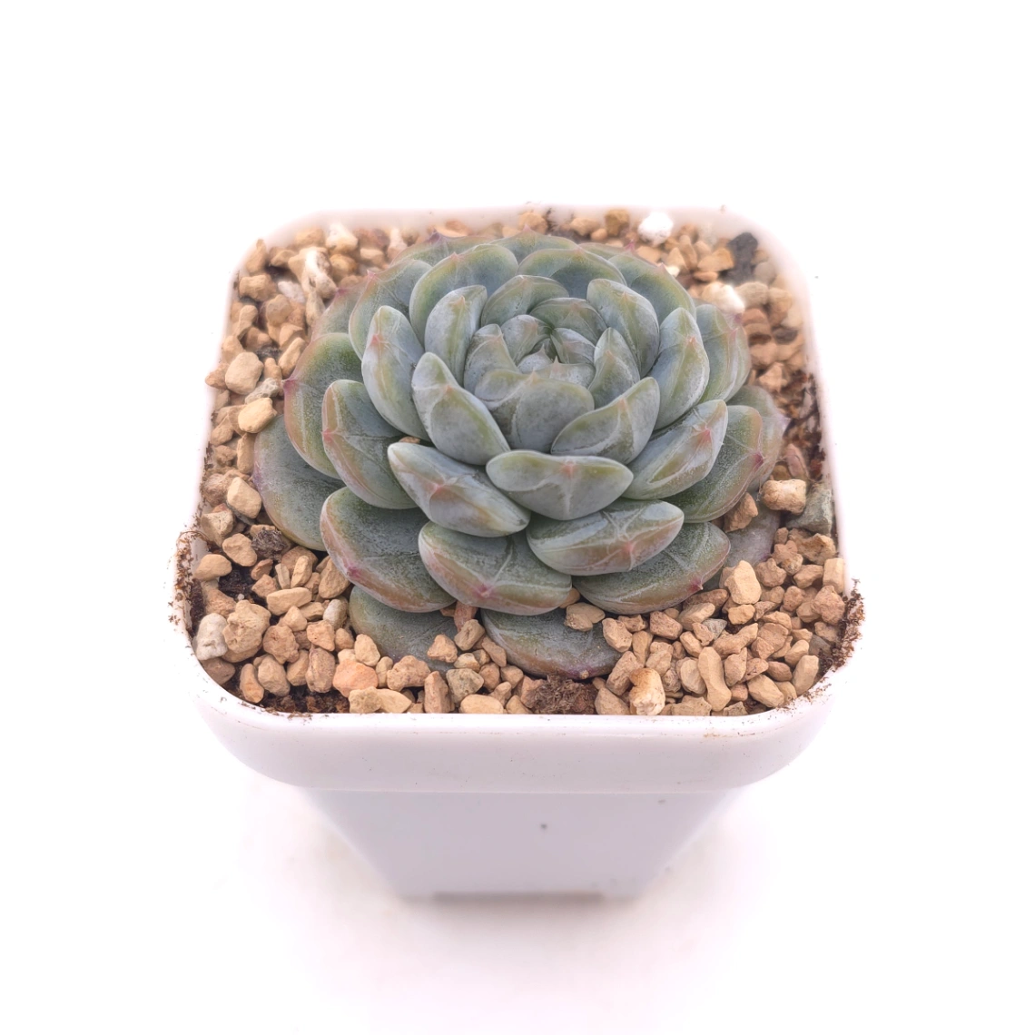 Echeveria ‘Melaco' | 巧克力方磚 thumbnail 2
