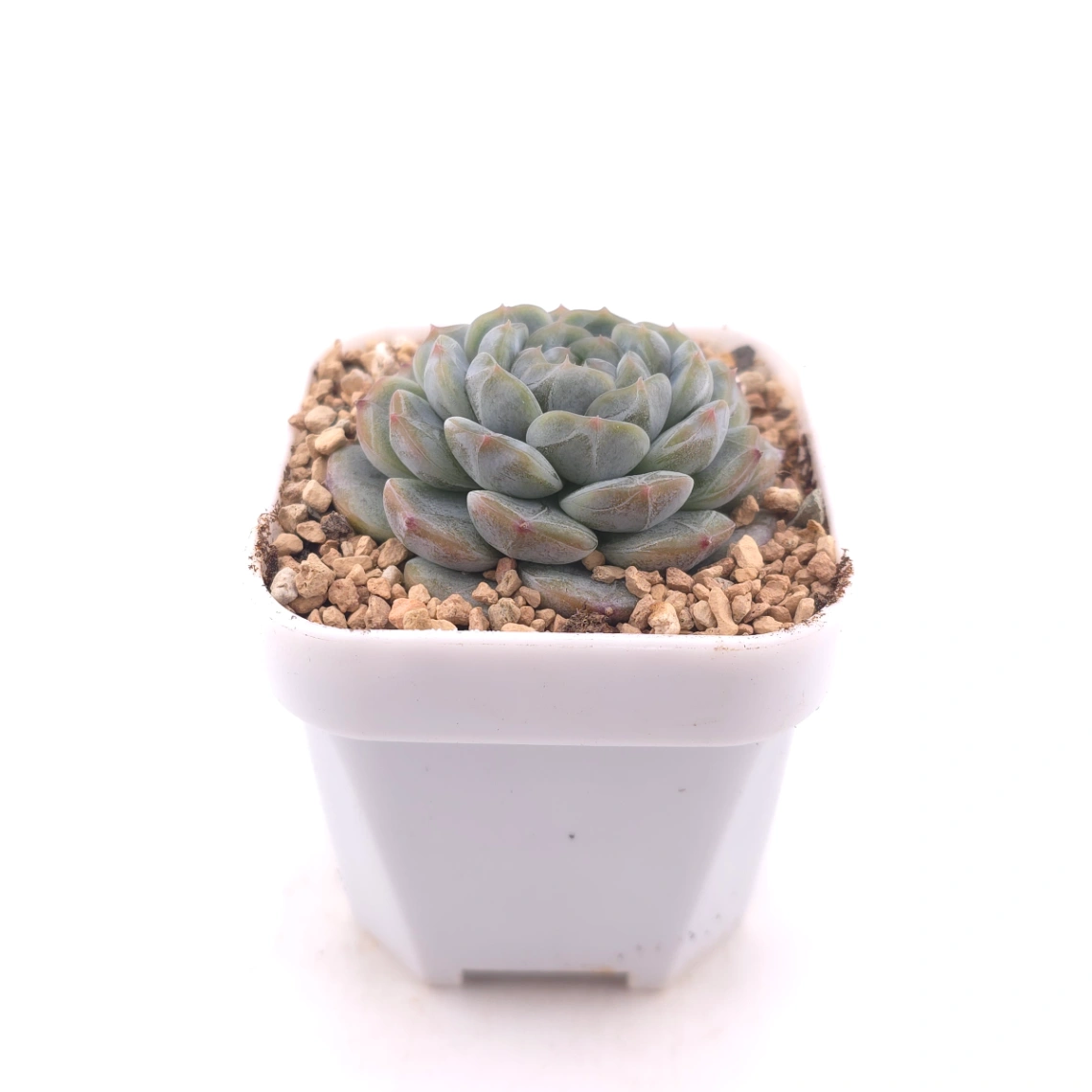 Echeveria ‘Melaco' | 巧克力方磚 thumbnail 3