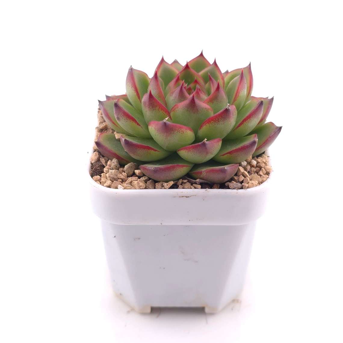 Echeveria ‘Moonstone’ | 月亮石 thumbnail 3
