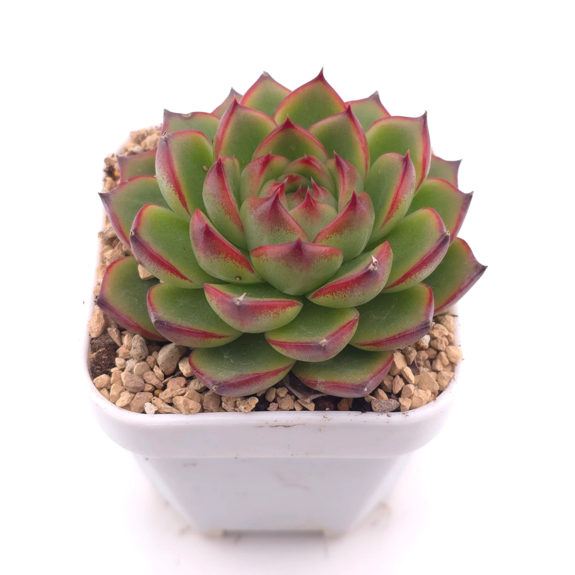 Echeveria ‘Moonstone’ | 月亮石 thumbnail 2