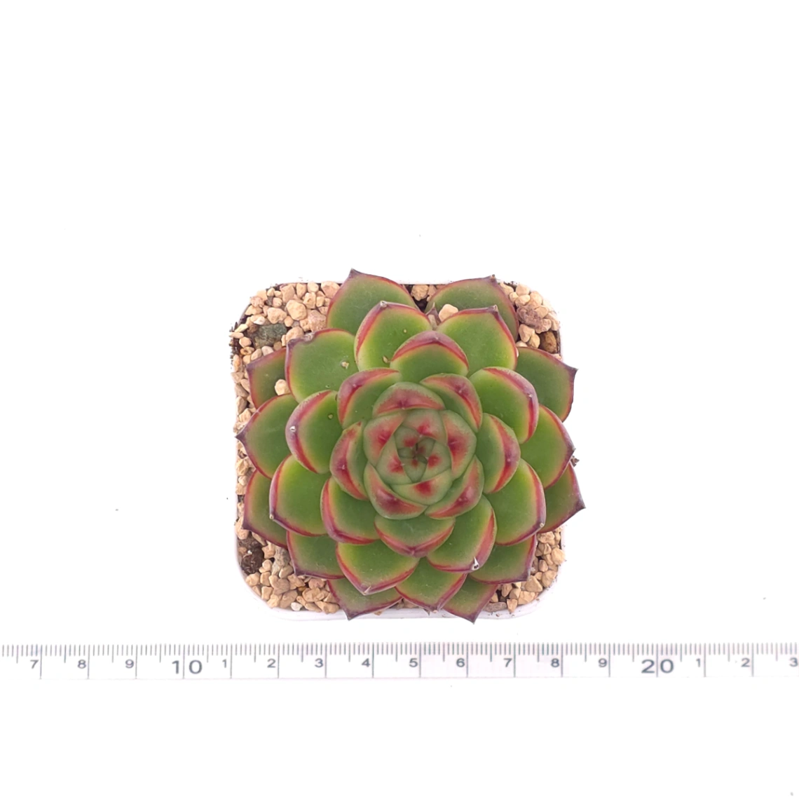 Echeveria ‘Moonstone’ | 月亮石 thumbnail 4