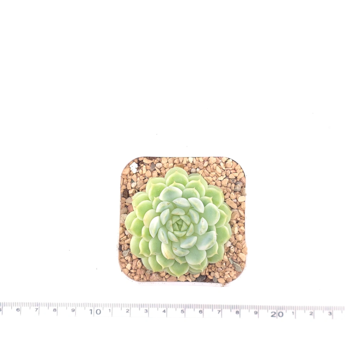 Echeveria ‘New Captain’ | 新船長 thumbnail 4