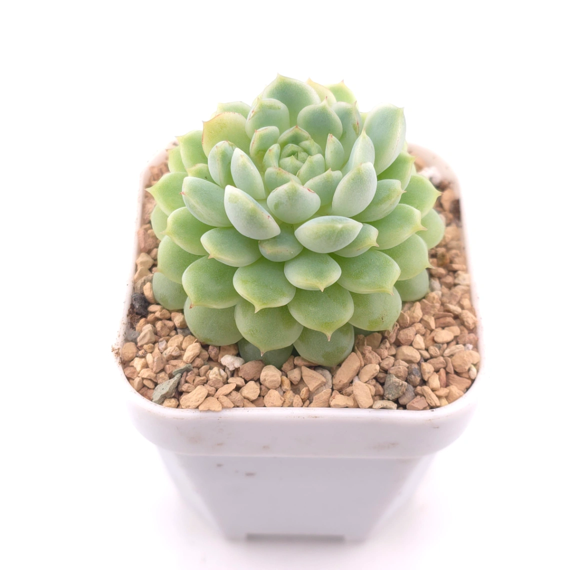 Echeveria ‘New Captain’ | 新船長 thumbnail 2