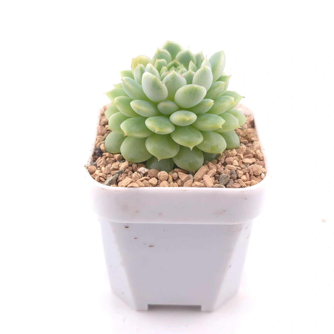 Echeveria ‘New Captain’ | 新船長 thumbnail 3