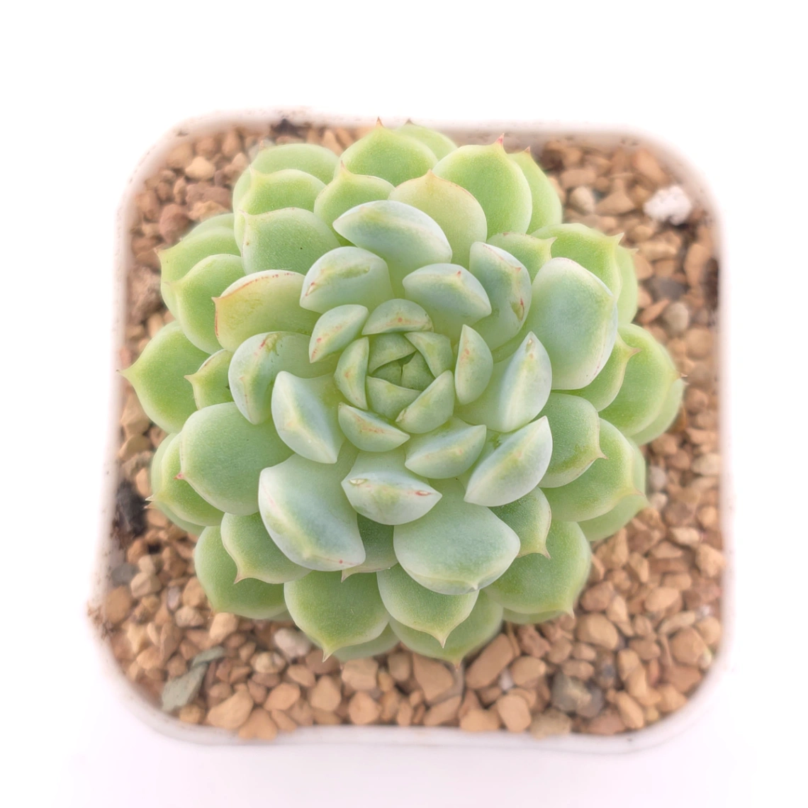 Echeveria ‘New Captain’ | 新船長 - View 1