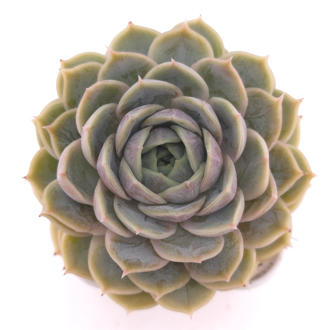 Echeveria ‘Onslow’ | 昂斯諾 - View 1
