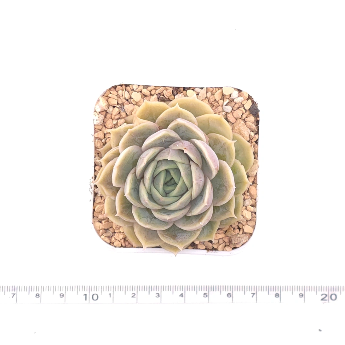 Echeveria ‘Onslow’ | 昂斯諾 thumbnail 4