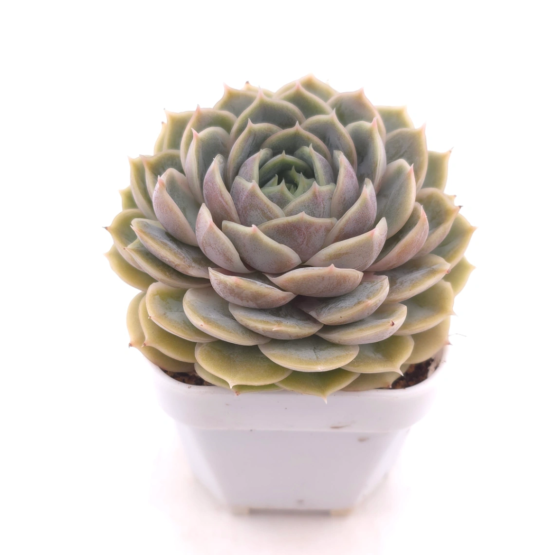 Echeveria ‘Onslow’ | 昂斯諾 thumbnail 2