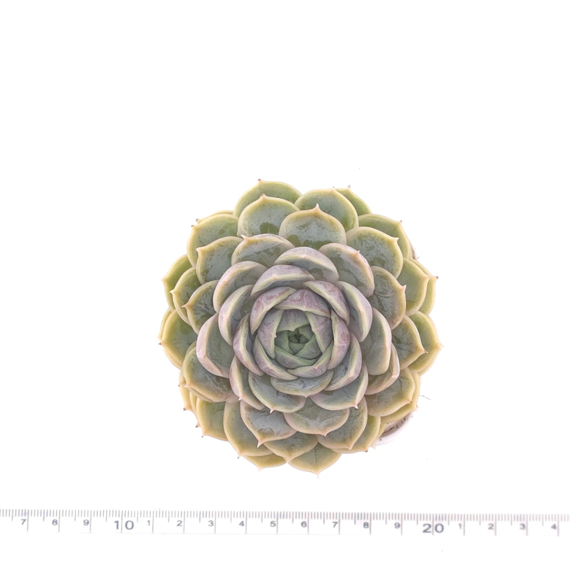 Echeveria ‘Onslow’ | 昂斯諾 thumbnail 4