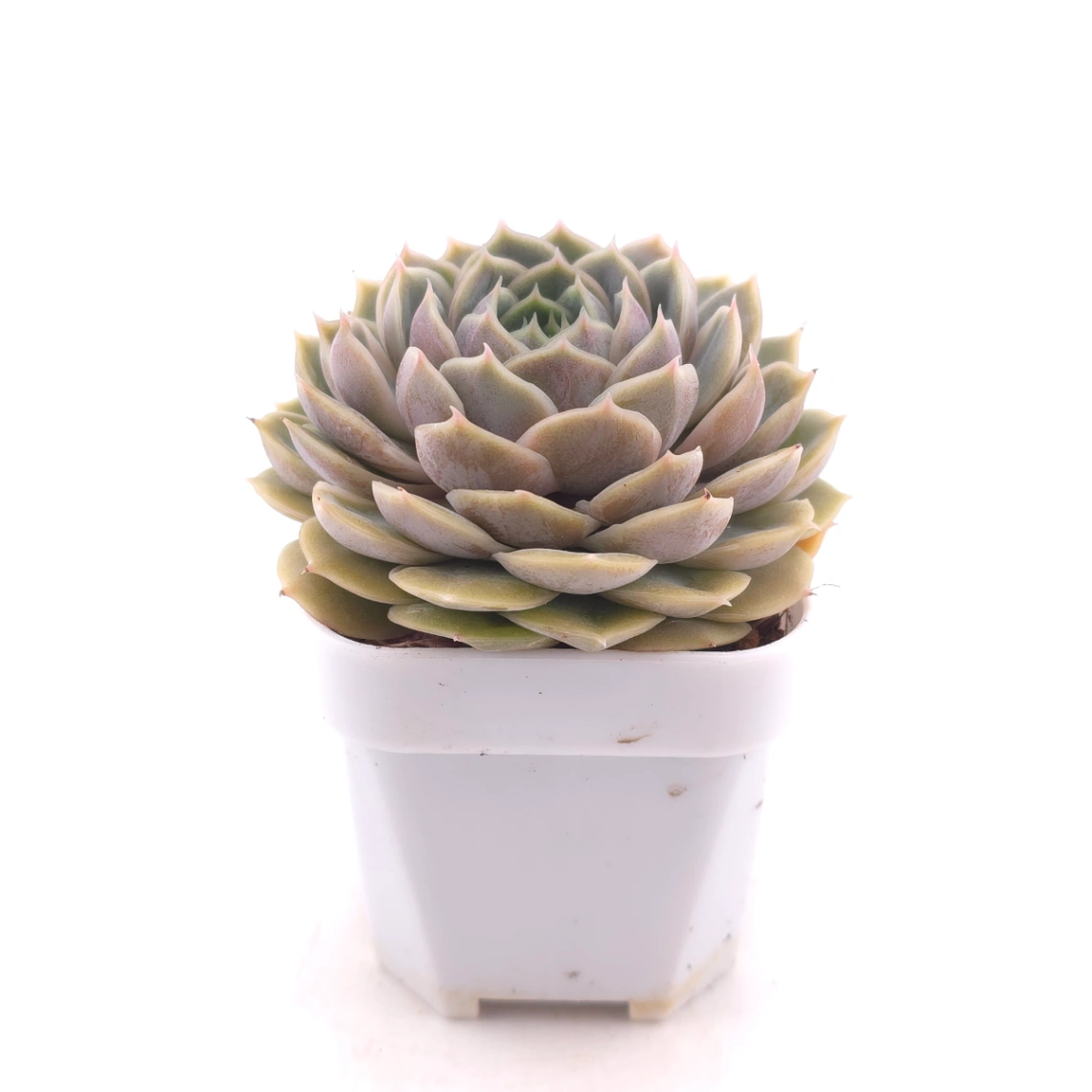 Echeveria ‘Onslow’ | 昂斯諾 thumbnail 3