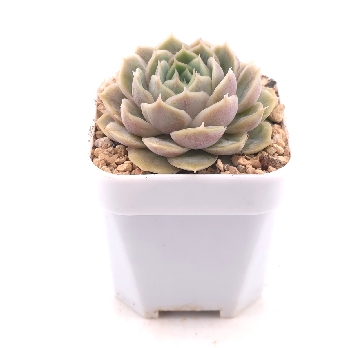Echeveria ‘Onslow’ | 昂斯諾 thumbnail 3