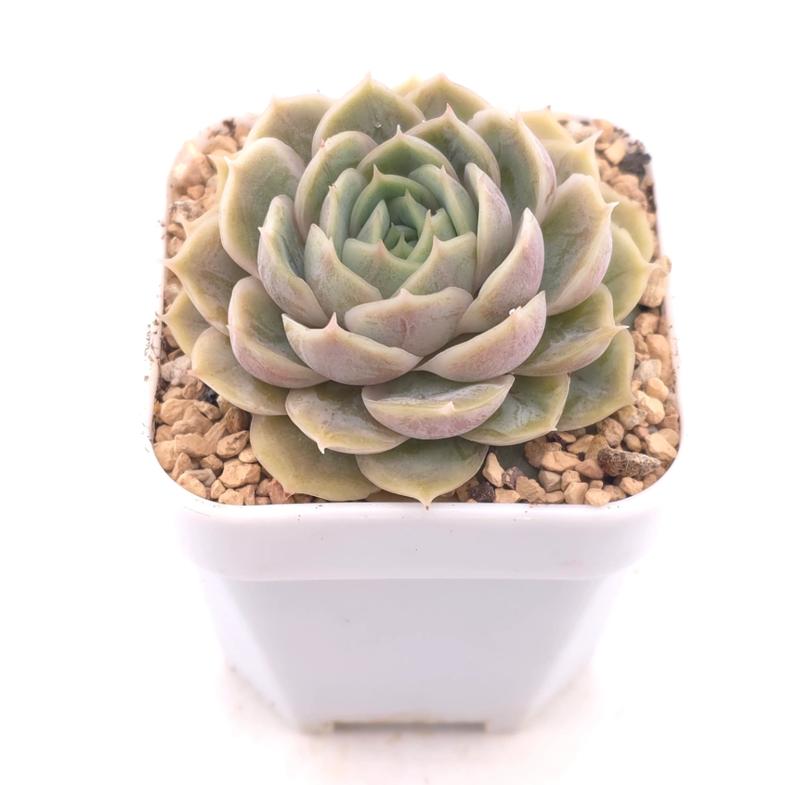 Echeveria ‘Onslow’ | 昂斯諾 thumbnail 2