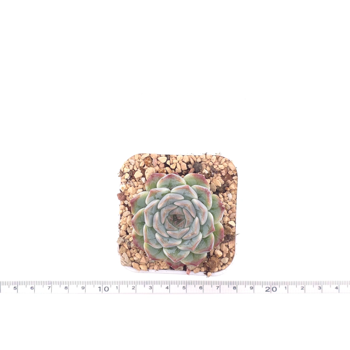 Echeveria ‘Pink Sea’ | 粉海 thumbnail 4