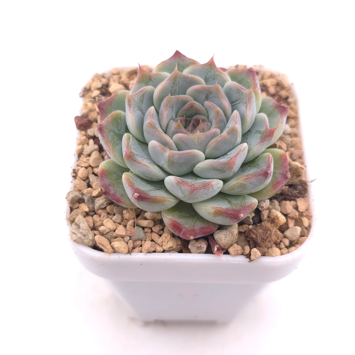 Echeveria ‘Pink Sea’ | 粉海 thumbnail 2