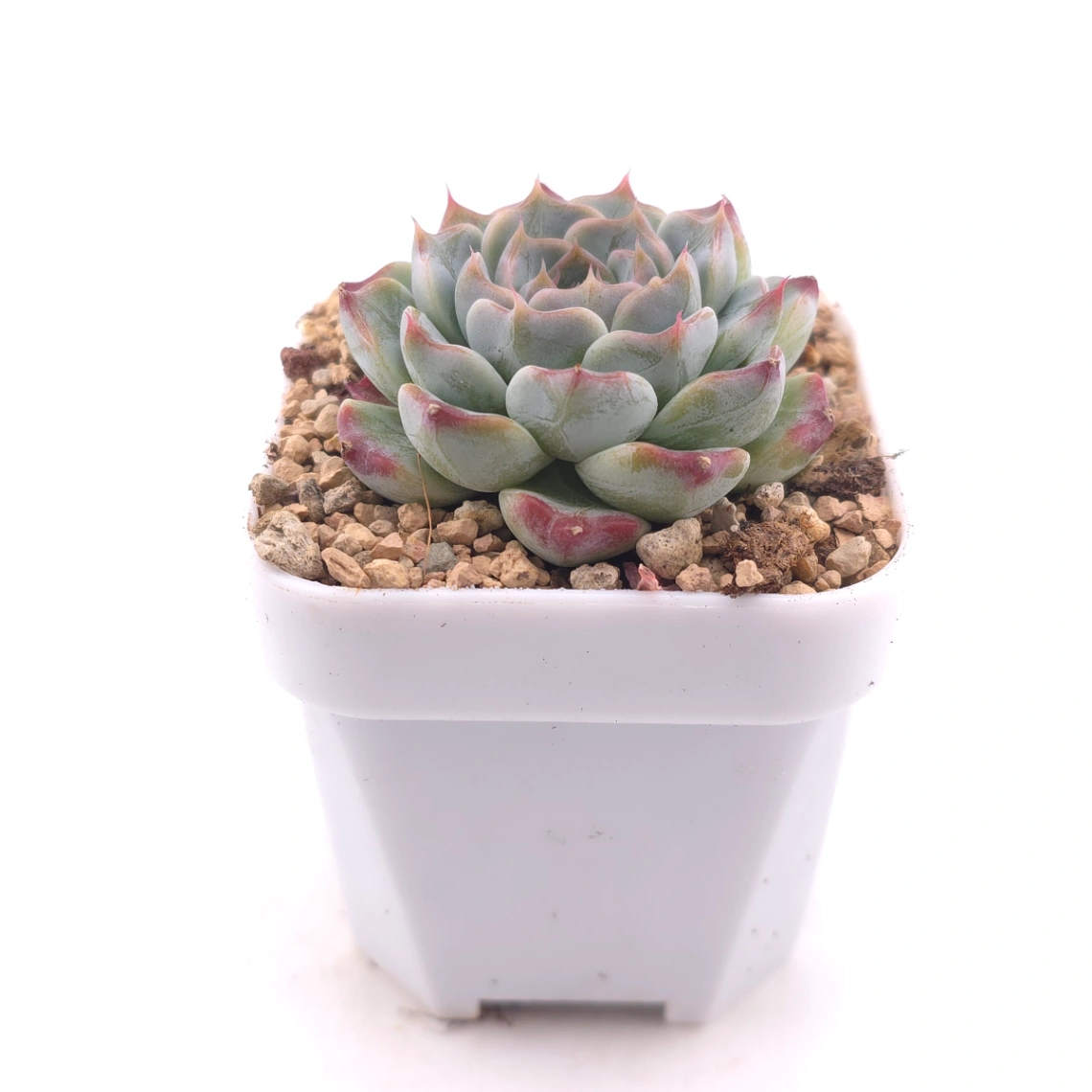 Echeveria ‘Pink Sea’ | 粉海 thumbnail 3