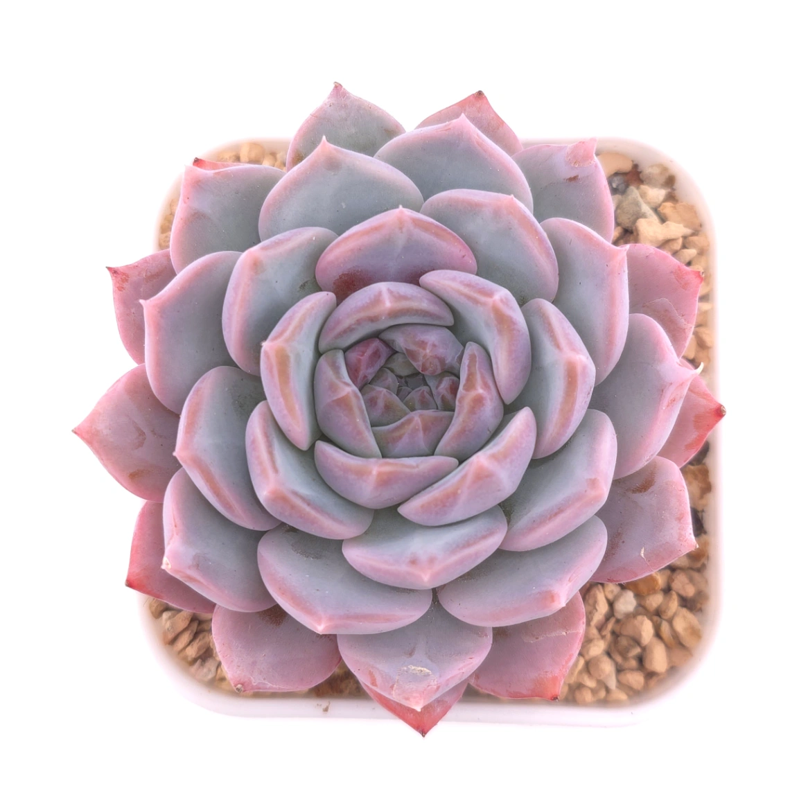 Echeveria ‘Purple Rain’ | 紫雨 - View 1