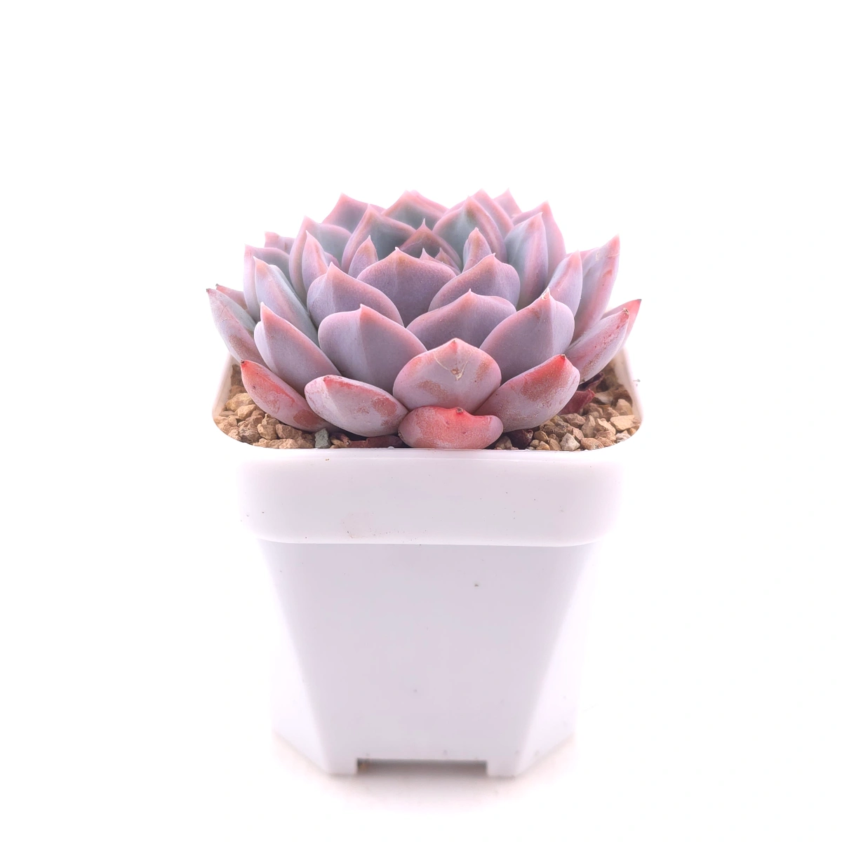 Echeveria ‘Purple Rain’ | 紫雨 thumbnail 3