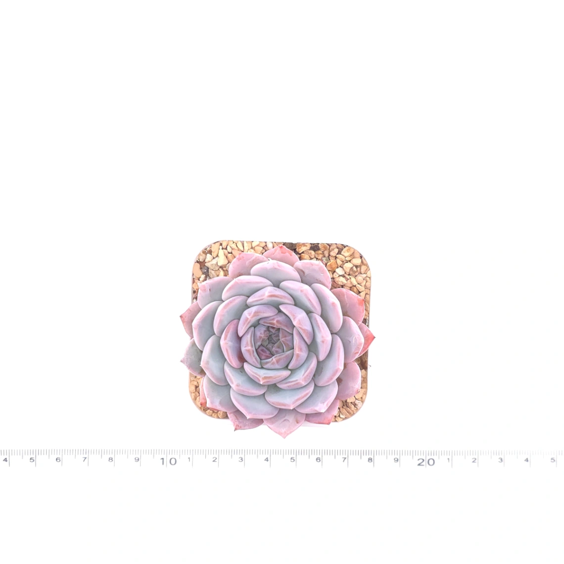 Echeveria ‘Purple Rain’ | 紫雨 thumbnail 4