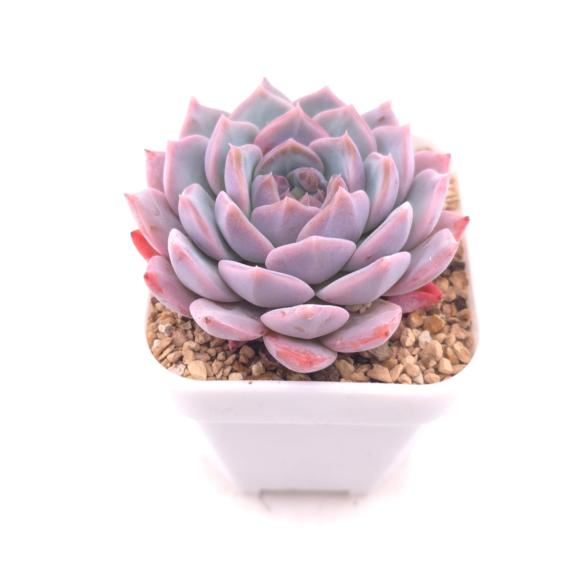 Echeveria ‘Purple Rain’ | 紫雨 thumbnail 2