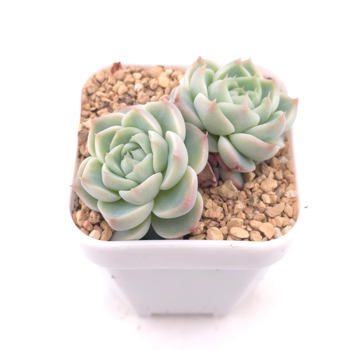 Echeveria ‘Red Velvet’ | 天鵝絨 thumbnail 2