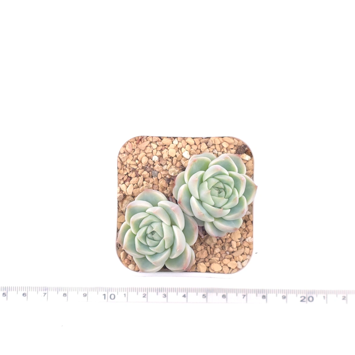 Echeveria ‘Red Velvet’ | 天鵝絨 thumbnail 4