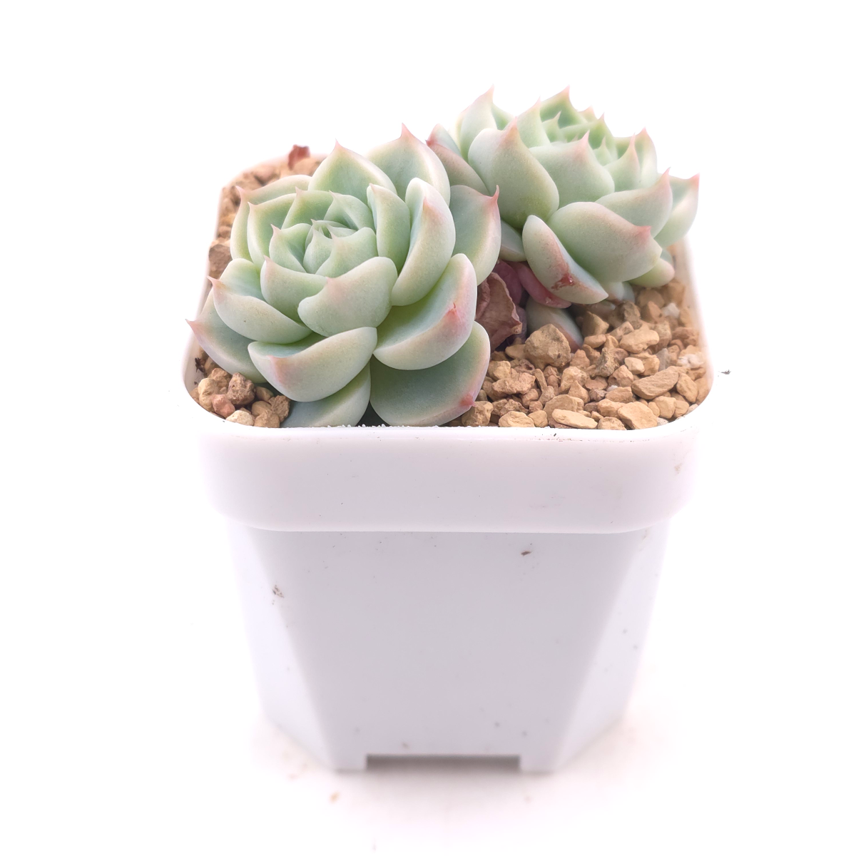 Echeveria ‘Red Velvet’ | 天鵝絨 thumbnail 3