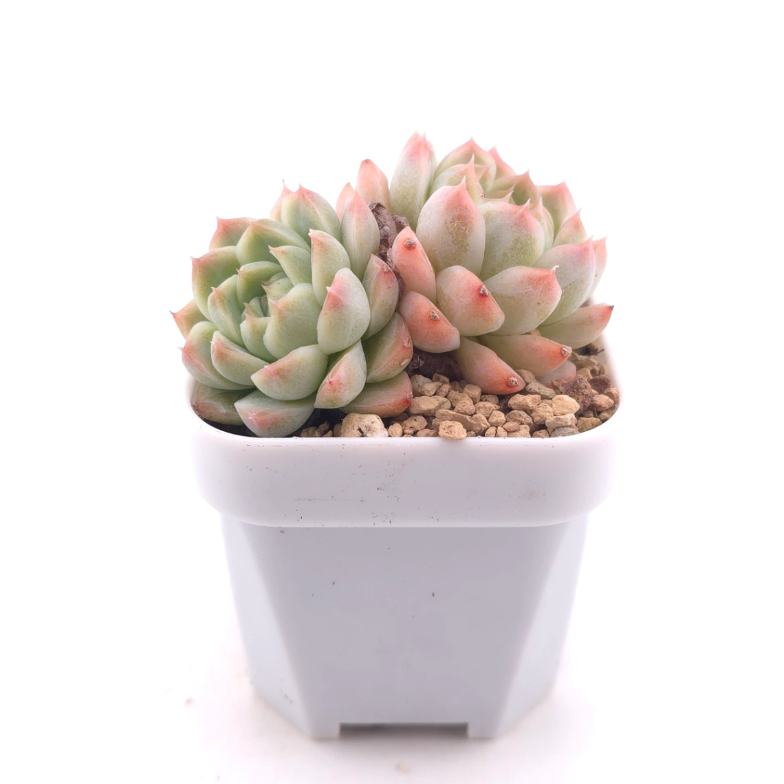 Echeveria ‘Rose Queen’ | 玫瑰女王 thumbnail 3