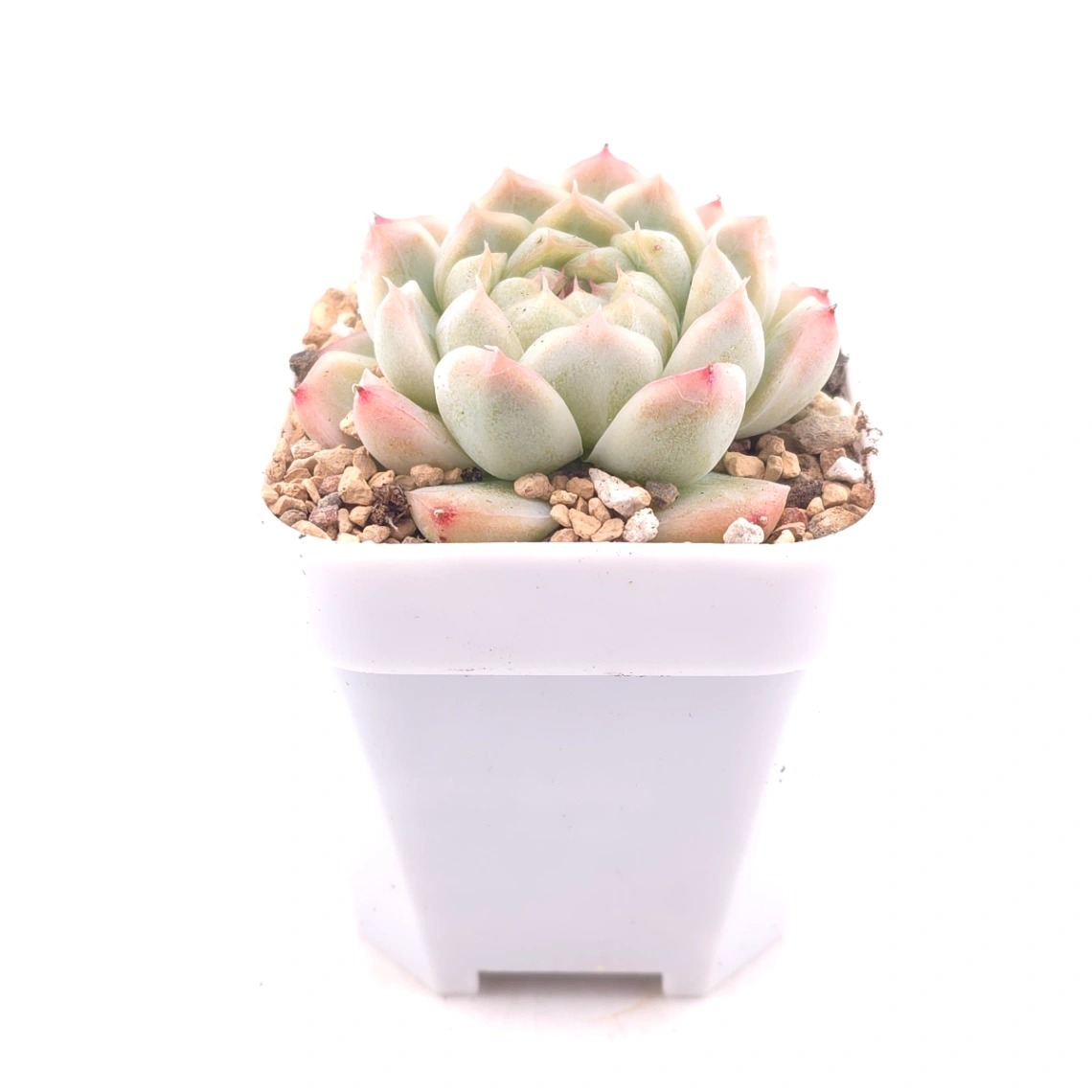 Echeveria ‘Rose Queen’ | 玫瑰女王 thumbnail 3