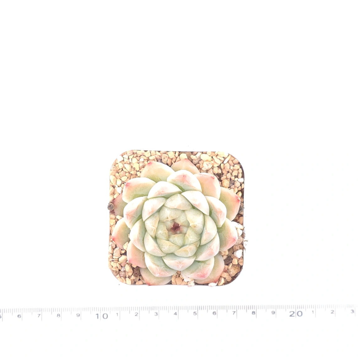 Echeveria ‘Rose Queen’ | 玫瑰女王 thumbnail 4