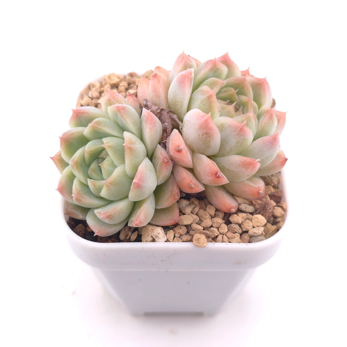 Echeveria ‘Rose Queen’ | 玫瑰女王 thumbnail 2