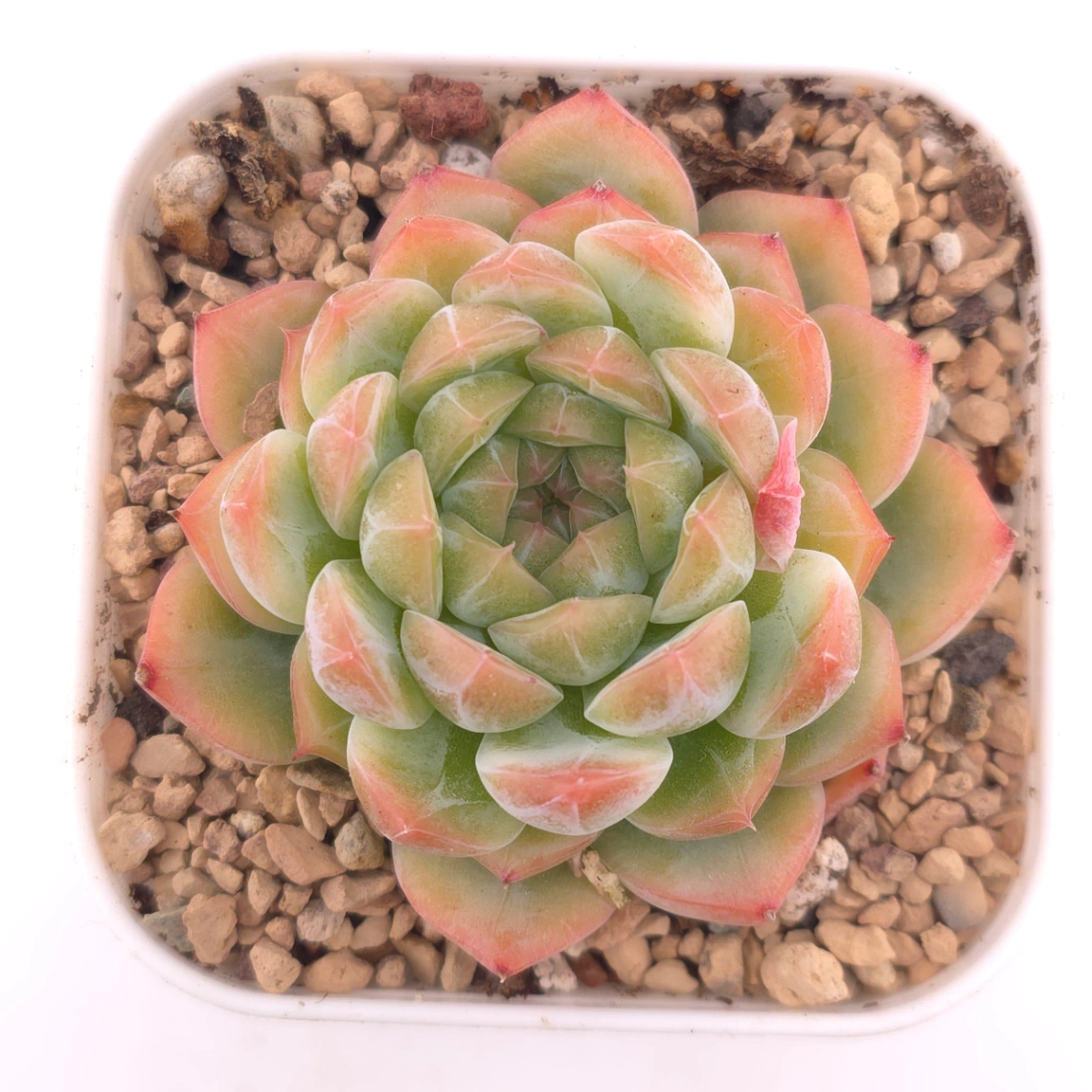 Echeveria ‘Rose Queen’ | 玫瑰女王 - View 1