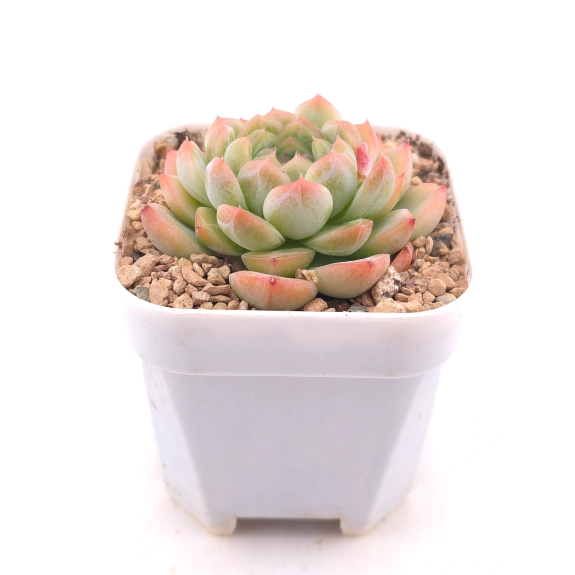 Echeveria ‘Rose Queen’ | 玫瑰女王 thumbnail 3