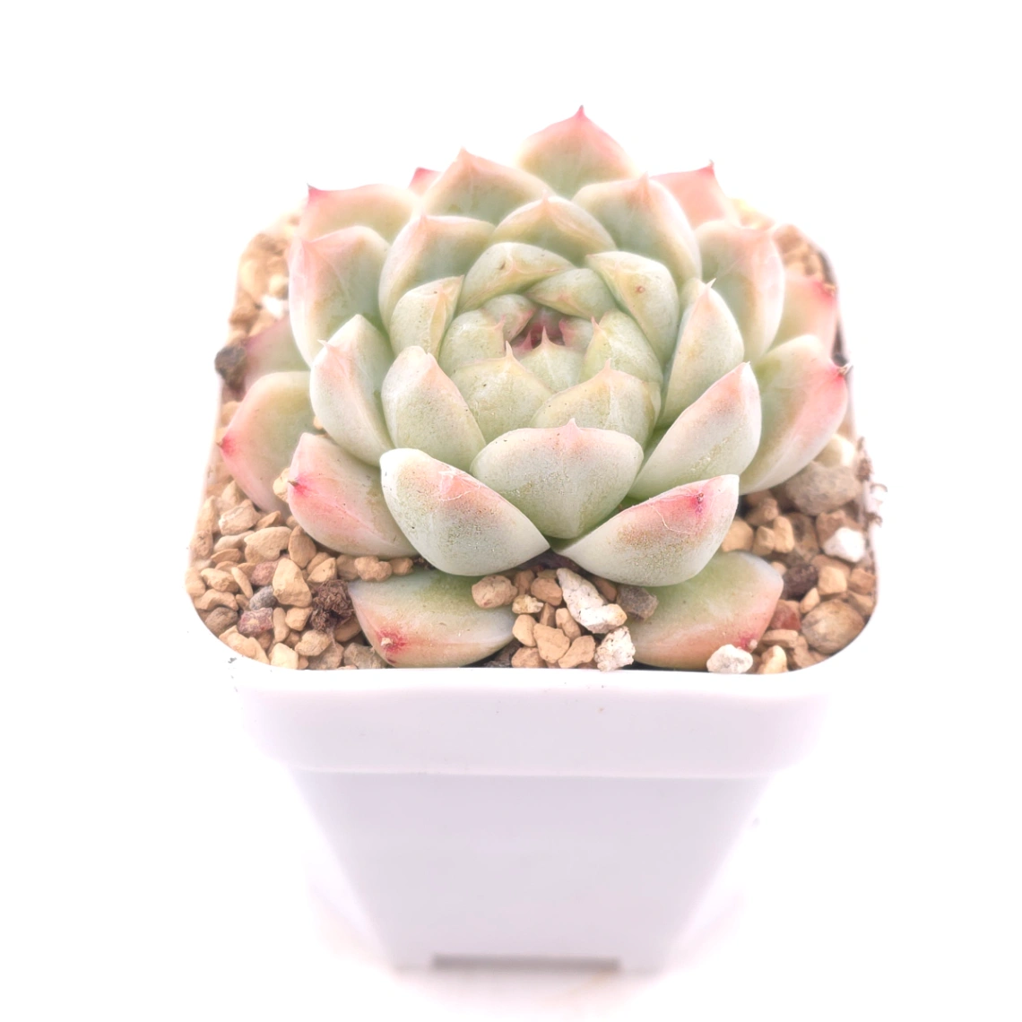 Echeveria ‘Rose Queen’ | 玫瑰女王 thumbnail 2