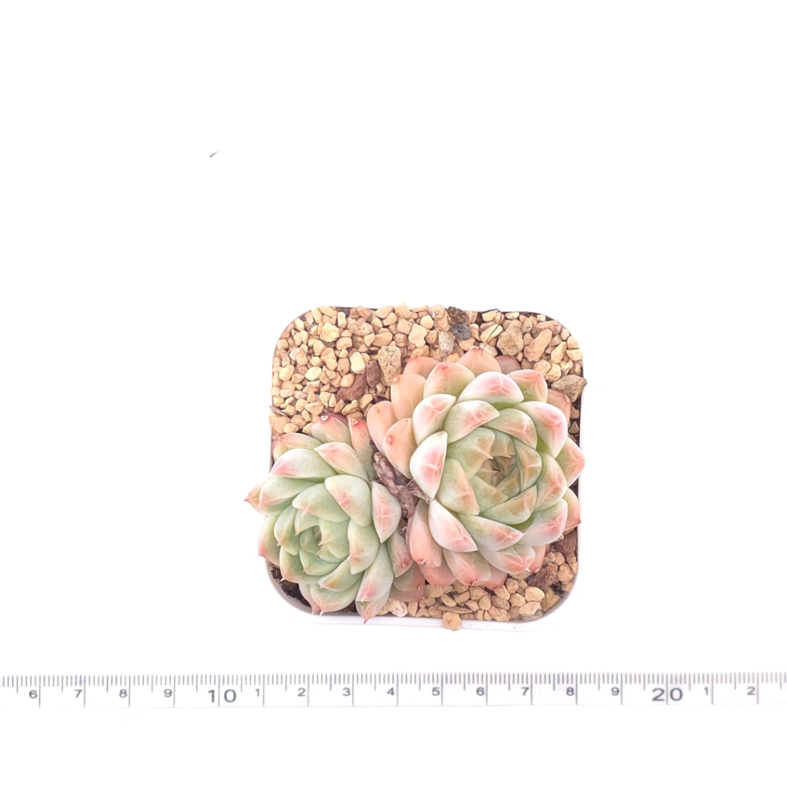 Echeveria ‘Rose Queen’ | 玫瑰女王 thumbnail 4