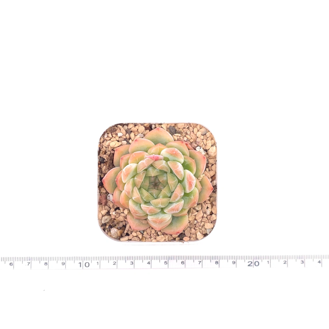 Echeveria ‘Rose Queen’ | 玫瑰女王 thumbnail 4