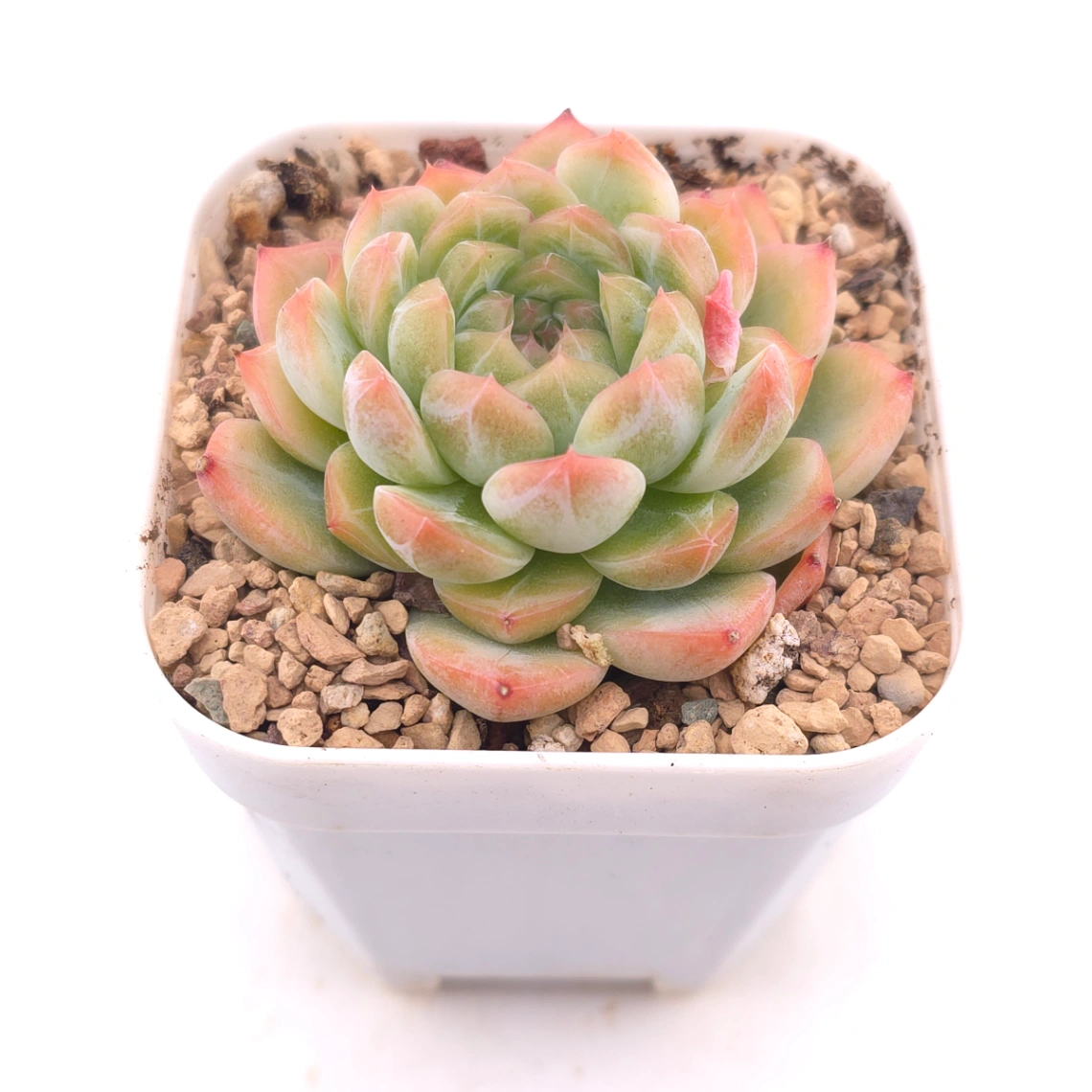 Echeveria ‘Rose Queen’ | 玫瑰女王 thumbnail 2