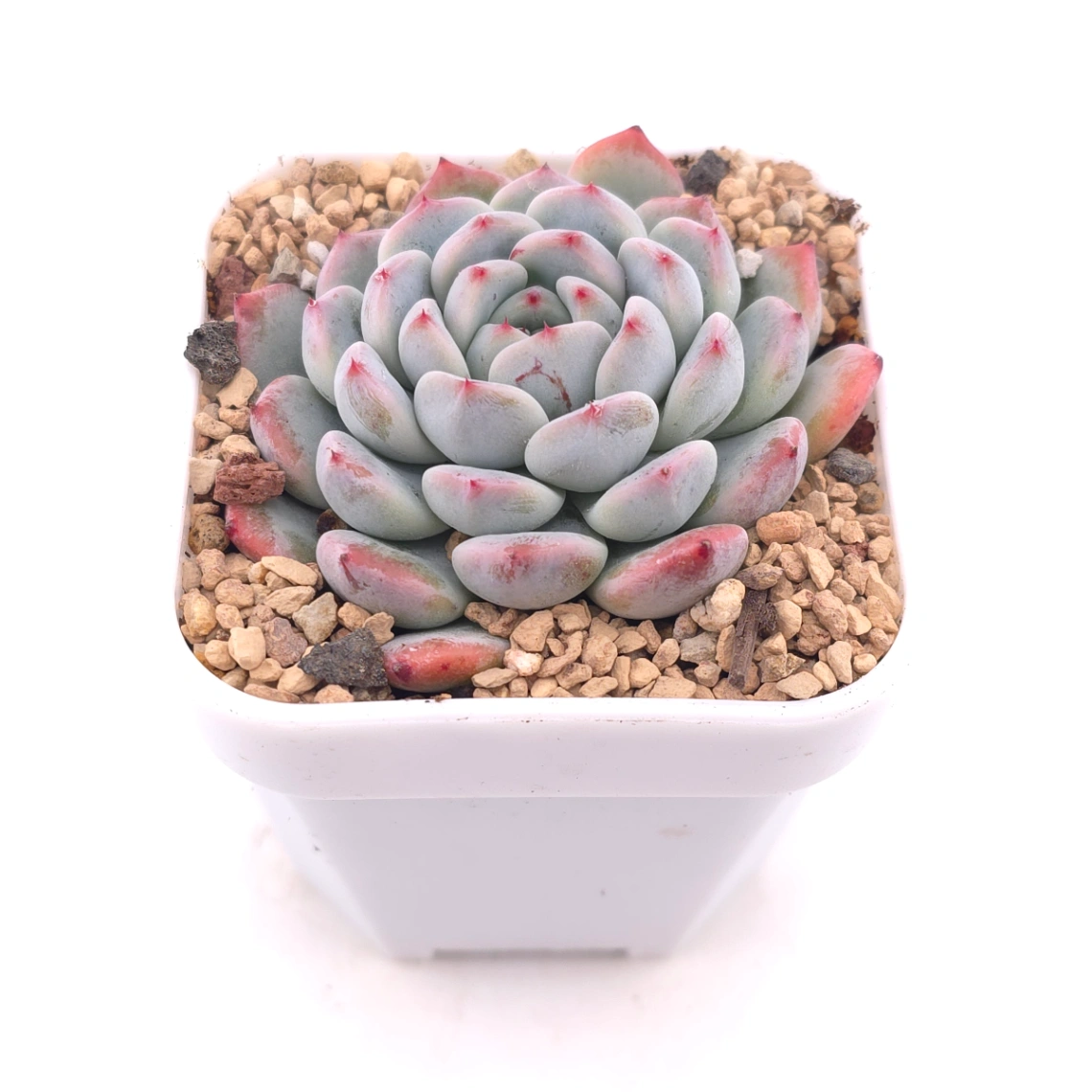 Echeveria ‘Viyant’ | 比安特雪爪 thumbnail 2