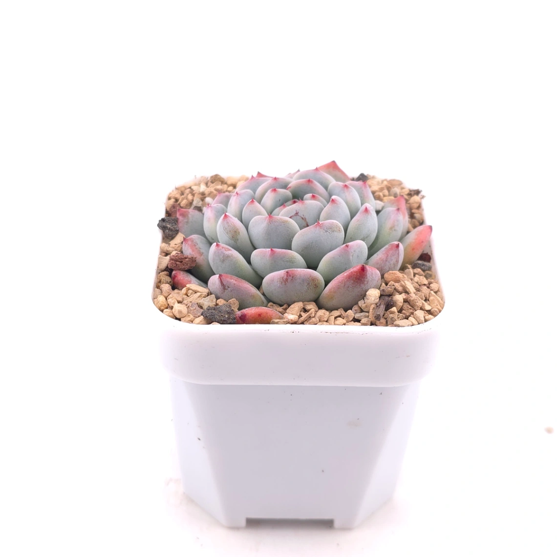Echeveria ‘Viyant’ | 比安特雪爪 thumbnail 3