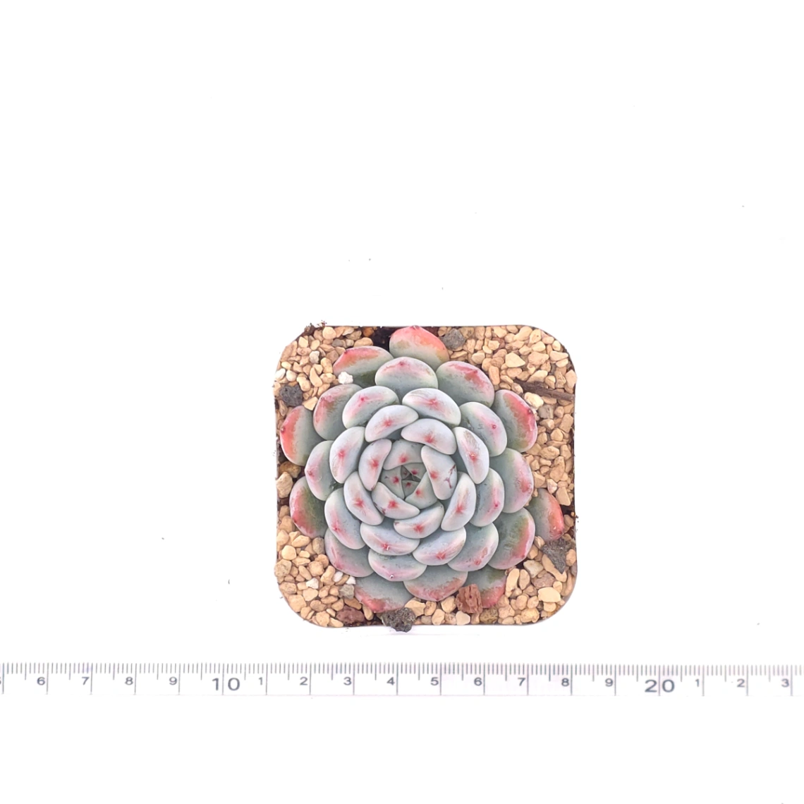 Echeveria ‘Viyant’ | 比安特雪爪 thumbnail 4