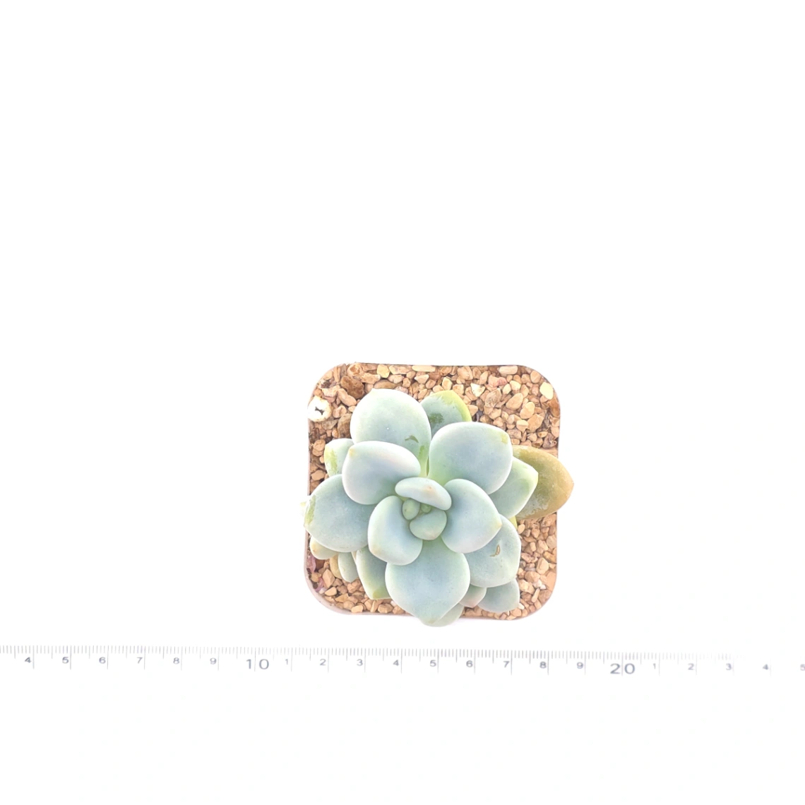 Graptosedum ‘Miul / Luo Goddess’ | 洛神 thumbnail 4