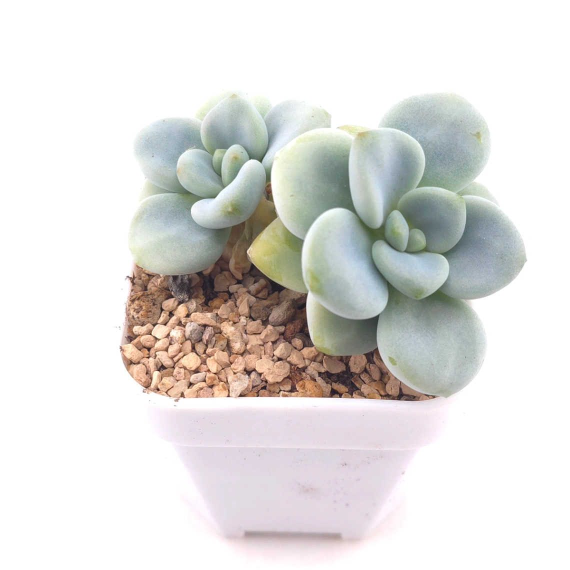 Graptosedum ‘Miul / Luo Goddess’ | 洛神 thumbnail 2
