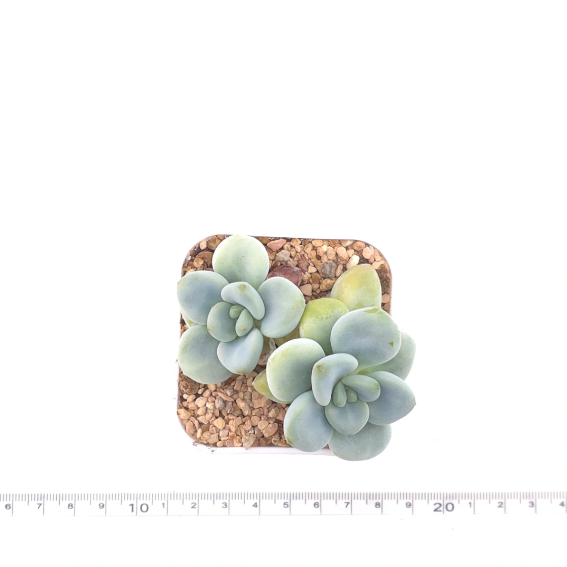 Graptosedum ‘Miul / Luo Goddess’ | 洛神 thumbnail 4