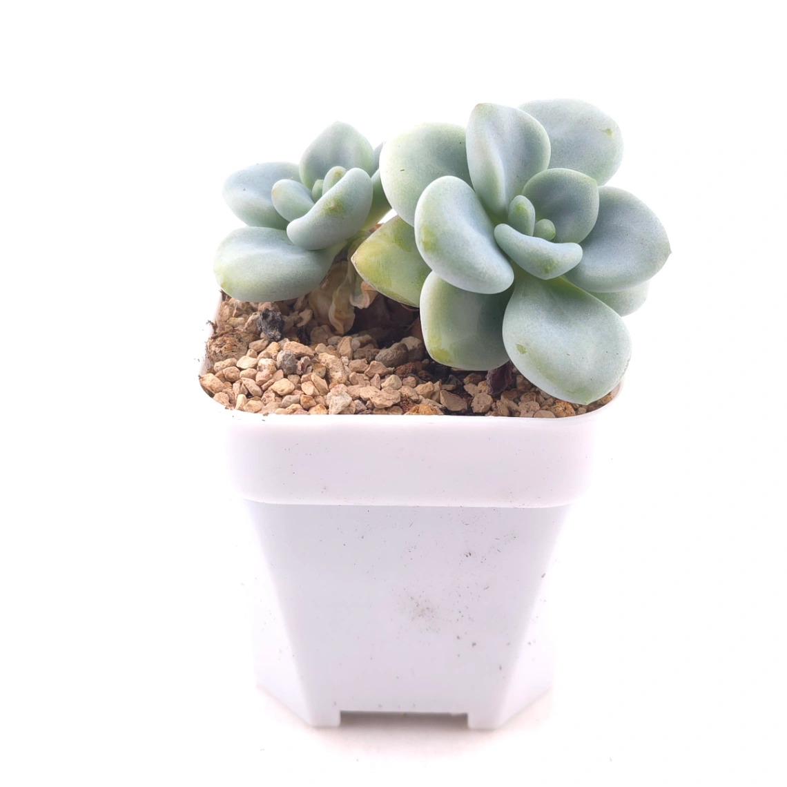 Graptosedum ‘Miul / Luo Goddess’ | 洛神 thumbnail 3